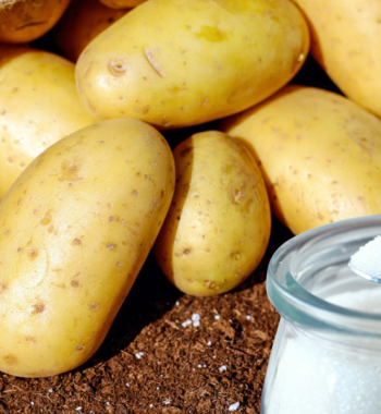 starch-sugar